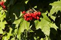 Viburnum opulus Kalina koralowa